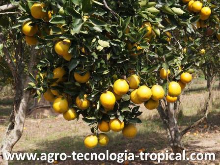 Las naranjas maduras en la planta no se consideran inventario de productos terminados sino cultivos en proceso